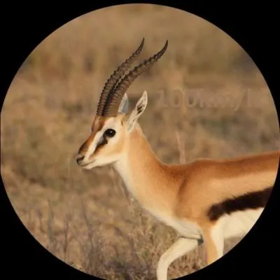 Quelle vitesse peut atteindre une gazelle ?