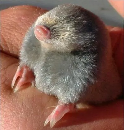 A qui appartient ce bébé ?