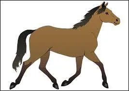 Comment dit-on cet animal en anglais ?