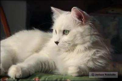 Qui mourra dans le Clan du Tonnerre dans cette bataille ?