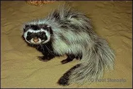 Mon premier est encore moins bien, mon 2e est plus vieux, mon 3e est une sorte de mustélidé (voir photo), mon 4e est une révolution autour du Soleil, mon 5e est une chanteuse qui a ''Le Droit de rêver'' , ''À l'infini'' et mon tout est un département connu pour...