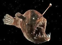 Mon premier est l'autre nom de la baudroie, mon 2e est une marque d'estime, mon 3e est un grand fleuve qui coule vers le sud et mon tout est un département célèbre pour...