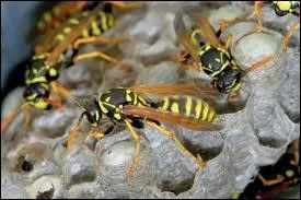 Mon premier complète le nom d'une série diffusée sur M6 ''------------ de ménages'' , mon 2e coupe ou fractionne, mon 3e est fabriqué par les oiseaux, les guêpes et les ravions et mon tout est un département célèbre pour...