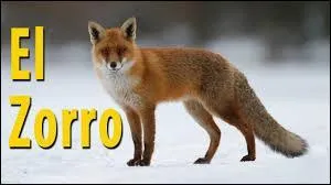 En quelle langue le mot "renard" se traduit par "zorro" ?