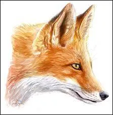 Quel nom donnait-on au renard au Moyen Âge ?