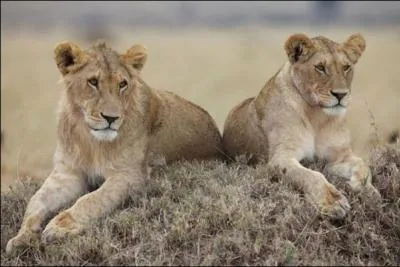 Quel chanteur interprète 'Les lionnes' ? (Indice : C'est un grand 'tamis') ;-)