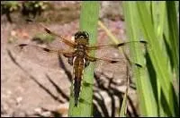 Mickey est une petite libellule.