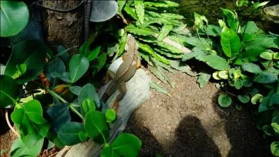 Habitué de la Guyane, voici un animal que je connais très bien, c'est l'iguane vert !