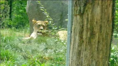 Je ne peux pas terminer ce quiz sans vous présenter cet habitant d'Amérique, le puma !