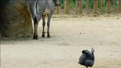 Je ne vais pas vous demander s'il s'agit d'un zèbre, trop facile, par contre je vous affirme que l'oiseau est bien une pintade sauvage d'Afrique !