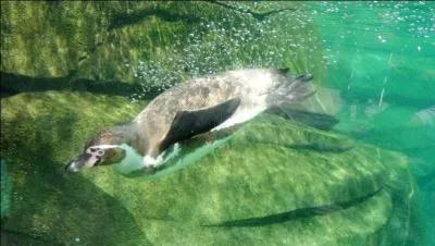 Voyons si vous reconnaissez ces oiseaux, des pingouins bien sûr !