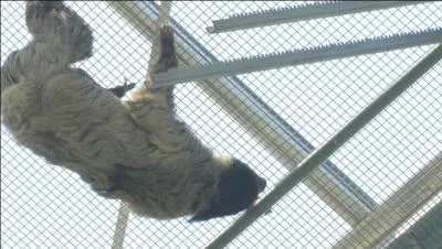 Aucun doute, c'est bien un singe !