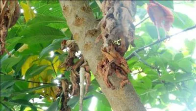 Dans les branches de cet arbre, on peut voir un ibis rouge !