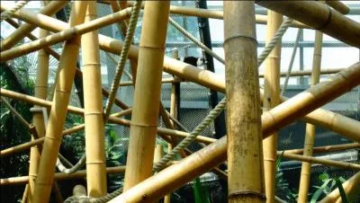 On peut voir un singe sur cette photo !