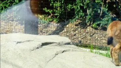 On le voit de dos, mais une queue aussi petite, c'est forcément un lynx non ?