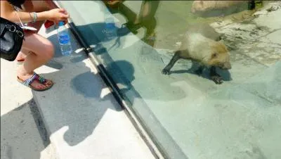 C'est quand-même un comble, je vis une partie de l'année dans la forêt amazonienne , là ou ils vivent, et il faut que je vienne au zoo de Vincennes pour les voir, je vous présente les chiens des buissons !