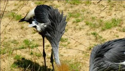 Ce que vous voyez en bas de la photo n'est pas une touffe d'herbe marron, c'est bien ce qui couronne la tête de l'oiseau, je vous présente le secrétaire ou serpentaire, rapace amateur de reptiles !