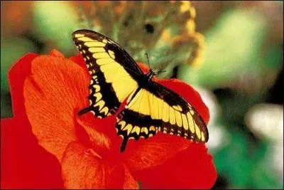 Viticulture. Allée séparant deux rangées de ceps de vigne, plantée d'autres cultures :