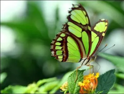 Ancienne langue caucasienne :