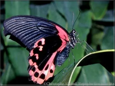 Cours d'eau d'Afrique du Nord, à régime hydrologique très irrégulier :