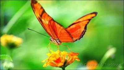 Contraire de "fermé" :