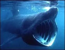 Saurez-vous reconnaître ce requin ?