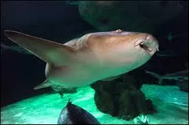 Haha , mais qui suis-je donc ?