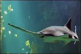 Héhè , tu ne sais donc pas qui je suis ?