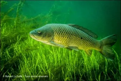 Jour 25. Ce poisson rustique et omnivore fréquente les habitats vaseux des eaux douces et se nourrit sur le fond.