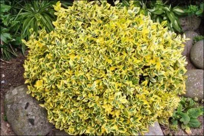 Jour 26. Arbuste persistant, peu exigeant, parfait pour garnir un massif ou une rocaille.