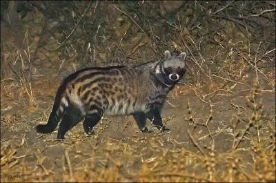 Jour 27. Son odeur provient d'une substance contenue dans un liquide blanc produit par ses glandes anales.