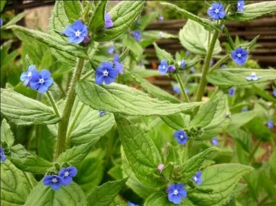 Jour 28. Plante de massifs et de rocaille qui vous séduira par sa floraison d'un bleu intense.