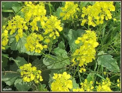 Jour 29. Plante crucifère dont la graine sert à faire la moutarde.