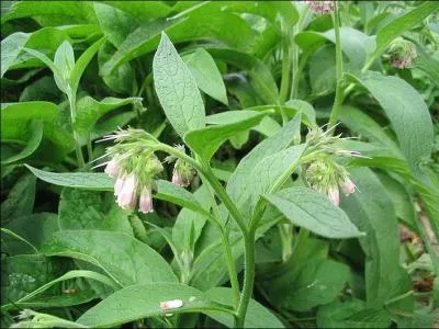 Floréal, jour 16. Le nom français de cette plante provient de ses capacités à accélérer la consolidation des fractures.