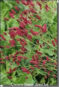 Jour 17. Ses feuilles ont un goût de concombre. (Nicolas n'est pas là ! )