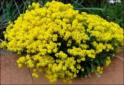 Jour 18. Cultivée en bordure, en couvre-sol, en rocaille, c'est une plante rustique.
