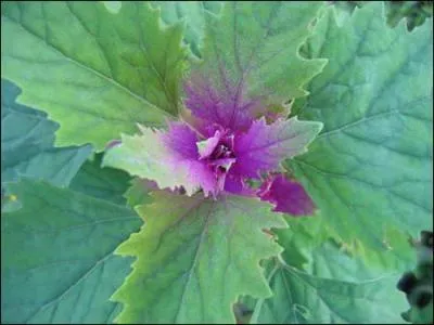 Jour 19. Belle-dame, bonne-dame, chou d'amour, cette plante est cultivée pour ses feuilles consommées comme légume.