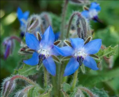Jour 23. La tige de "Borago officinalis" est cylindrique, épaisse, hérissée de poils raides et mesure de 20 à 60 centimètres de haut.