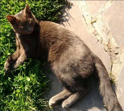 Est-ce que la couleur de pelage "lilas" existe ?