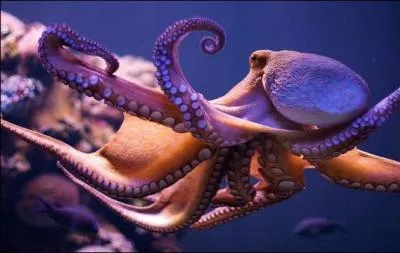 Quel est cet animal ?