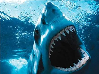 Quel est cet animal ?