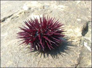 Qu'est-ce que c'est ?