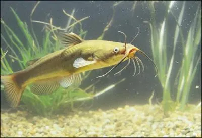Quel est ce poisson ?