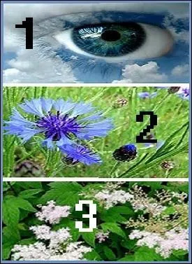 Quelle plante allez-vous utiliser pour en faire une eau afin de soigner vos yeux (1) ?