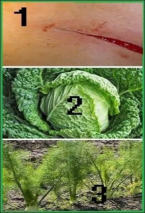 Quelle plante aide à la cicatrisation (1) ?