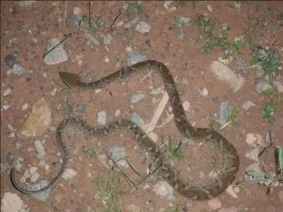 Savez-vous qui était Natalia Nikolaevna Zacharenko !