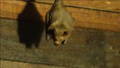 Fantômes, démons, loups-garous, j'en passe et des meilleurs, en font voir de toutes les couleurs à Dean et Sam dans la série Super ...