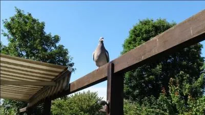 Région d'Afrique du sud, baptisée un jour de Noël par Vasco de Gama !