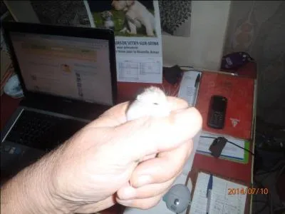 Ouvrière ou ouvrier, spécialisé(e) dans la confection de tapis à base de joncs ou de roseaux !