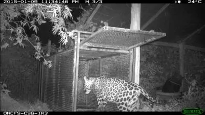 Aristote, Pline et Buffon l'étaient tous trois !